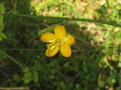 Senna bicapsularis augusti