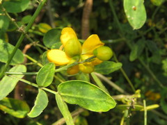 Senna bicapsularis augusti