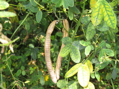 Senna bicapsularis augusti