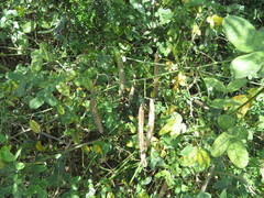 Senna bicapsularis augusti