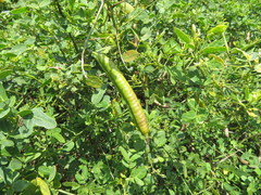 Senna bicapsularis augusti