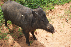 Sus scrofa affinis