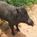 Sri Lankan Wild Boar - Photo (c) Jesse Zhang, some rights reserved (CC BY-NC), uploaded by Jesse Zhang