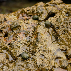 Nerita costata