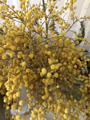 Acacia dealbata dealbata