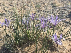 Iris tenuifolia