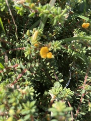 Pultenaea maritima