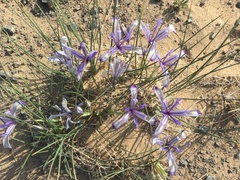 Iris tenuifolia