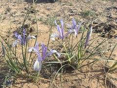 Iris tenuifolia