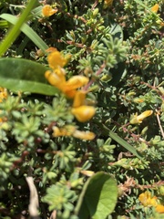 Pultenaea maritima