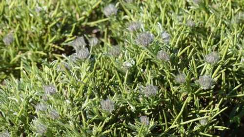 Genista cephalantha subsp. cephalantha image