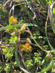 Pultenaea maritima