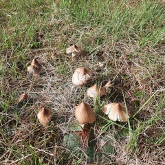 Termitomyces clypeatus