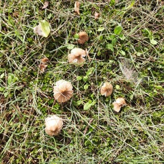 Termitomyces clypeatus