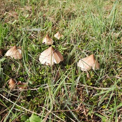 Termitomyces clypeatus