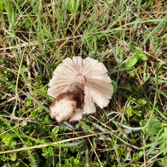 Termitomyces clypeatus