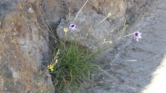 Catananche caerulea image