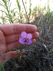 Clarkia cylindrica