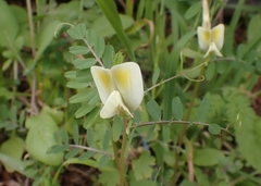 Vicia hybrida