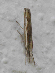 Agriphila trabeatellus
