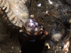 Eatoniella limbata