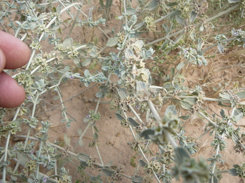 Marrubium deserti