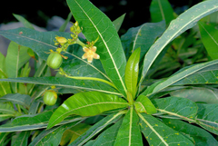 Jatropha unicostata