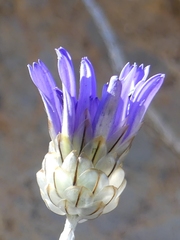 Catananche caerulea image