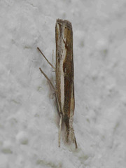 Agriphila trabeatellus
