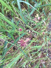Trifolium bifidum