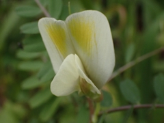 Vicia hybrida