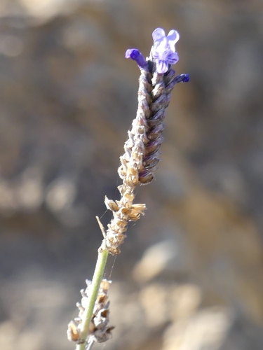 Lavandula multifida image