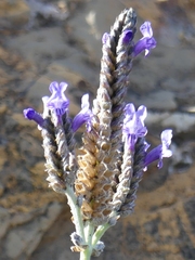 Lavandula multifida image