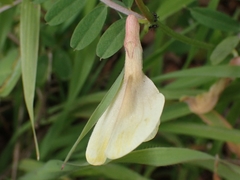 Vicia hybrida