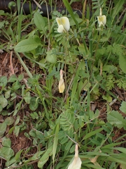 Vicia hybrida