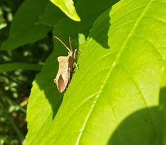 Coreus marginatus