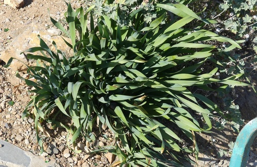 Image of Pancratium foetidum by (c) Mehdi Chetibi, some rights reserved (CC BY)