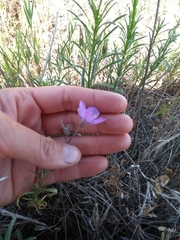Clarkia cylindrica