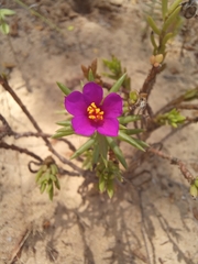 Portulaca kermesina