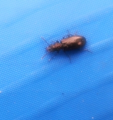 Rabocerus