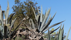 Agave americana image