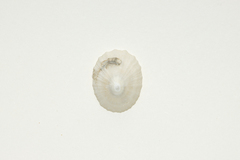 Niveotectura pallida