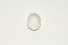 Niveotectura pallida