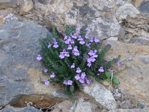 Micromeria inodora, photograph 2