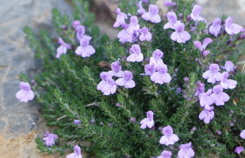 Micromeria inodora, photograph 3