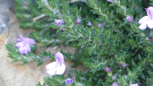 Micromeria inodora, photograph 4