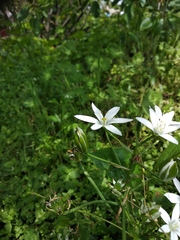 Ornithogalum umbellatum