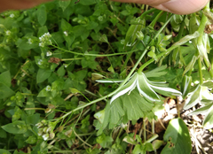 Ornithogalum umbellatum