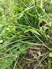 Ornithogalum umbellatum