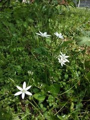 Ornithogalum umbellatum
